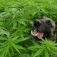Illustration for article titled Just What Type Of Cannabidiol Item Is Best For Your Family Pet?